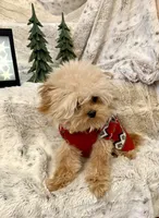 Tashiko, a male Pomapoo and Poodle - Toy  for sale in Sacramento, CA – 3 of 10