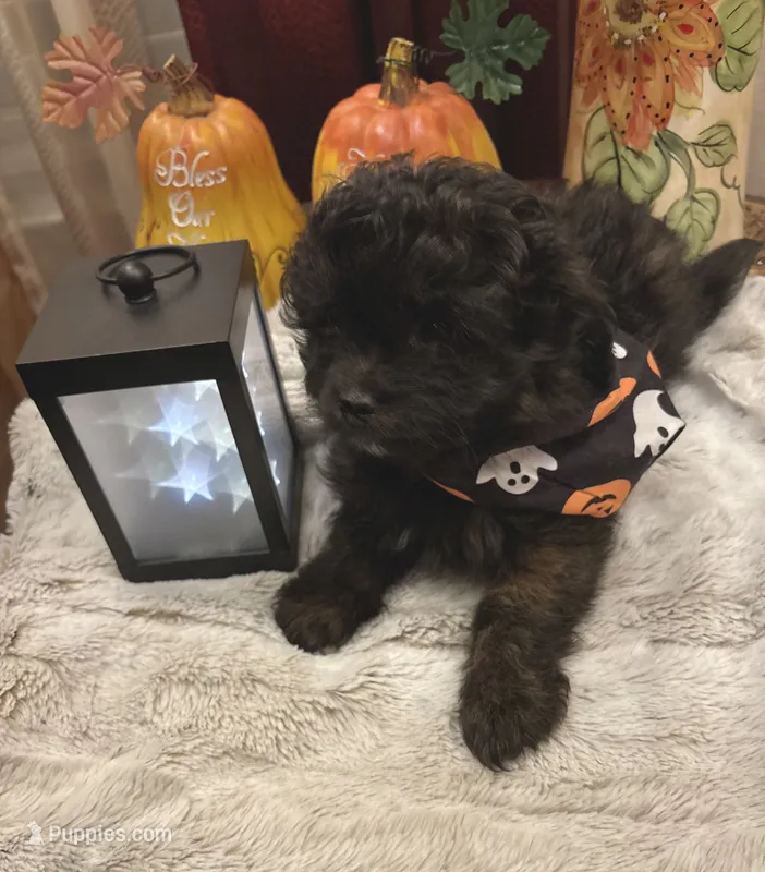 Lola – Pomapoo puppy for sale in Sacramento, CA