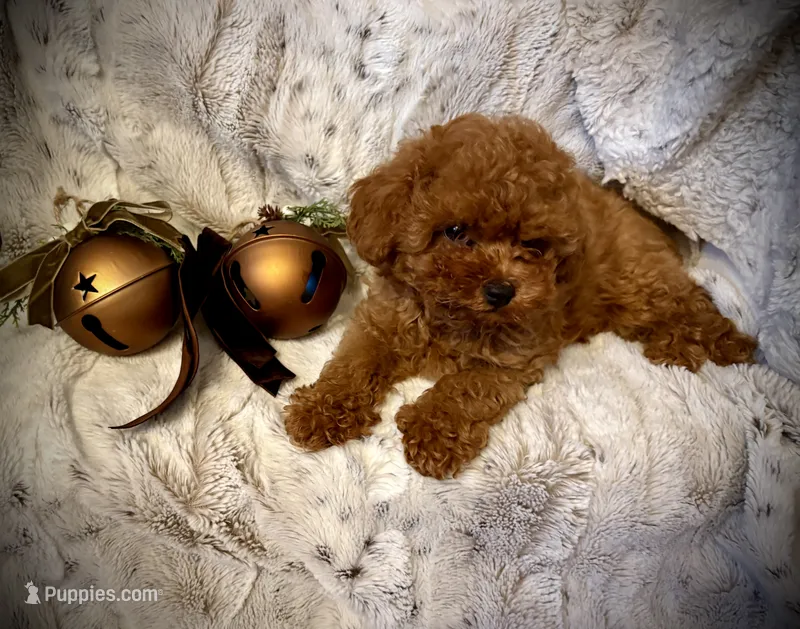 Oliver  – Poodle - Toy  puppy for sale in Sacramento, CA