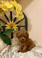 Oliver , a male Poodle - Toy  for sale in Sacramento, CA – 6 of 7