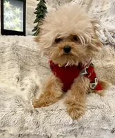 Tashiko, a male Pomapoo and Poodle - Toy  for sale in Sacramento, CA – 2 of 10