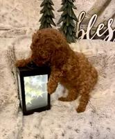 OLIVIA , a female Poodle - Toy  for sale in Sacramento, CA – 6 of 10