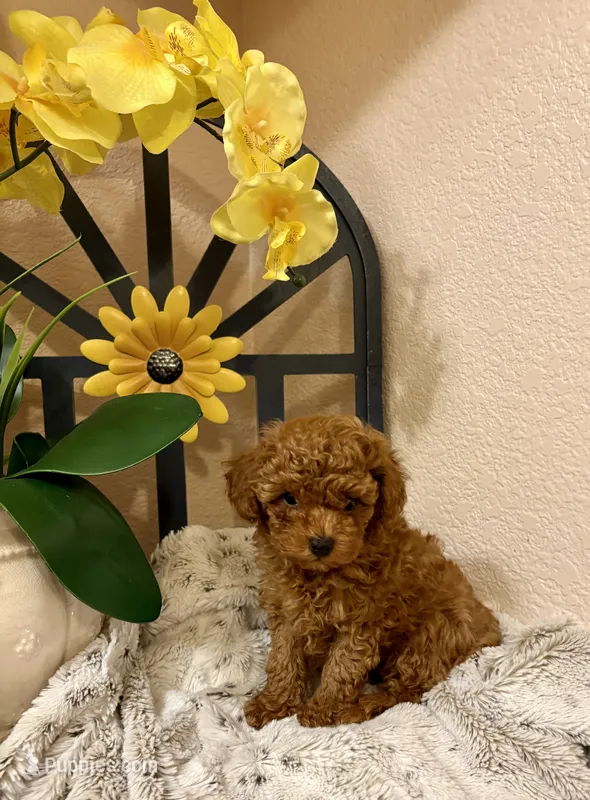 Oliver  – Poodle - Toy  puppy for sale in Sacramento, CA