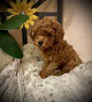 Oliver , a male Poodle - Toy  for sale in Sacramento, CA – 7 of 8