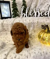 VILLY , a male Poodle - Toy  for sale in Sacramento, CA – 2 of 6