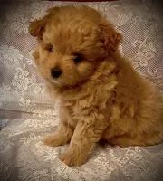 Bella, a female Pomapoo and Poodle - Toy  for sale in Sacramento, CA – 2 of 4
