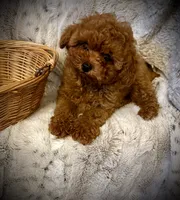Oliver , a male Poodle - Toy  for sale in Sacramento, CA – 2 of 3