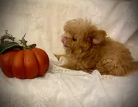 Tashiko, a male Pomapoo and Poodle - Toy  for sale in Sacramento, CA – 9 of 10