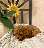 Oliver , a male Poodle - Toy  for sale in Sacramento, CA – 5 of 7