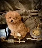 Oliver , a male Pomapoo and Poodle - Toy  for sale in Sacramento, CA – Photo 7 of 7