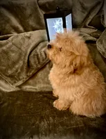 Oliver , a male Pomapoo and Poodle - Toy  for sale in Sacramento, CA – Photo 4 of 7