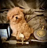Oliver , a male Pomapoo and Poodle - Toy  for sale in Sacramento, CA – Photo 6 of 7