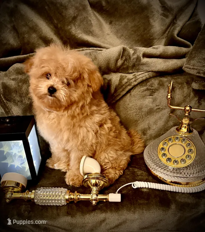 Oliver  – Pomapoo, Poodle - Toy  puppy for sale in Sacramento, CA