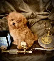 Oliver , a male Pomapoo and Poodle - Toy  for sale in Sacramento, CA – Photo 1 of 7