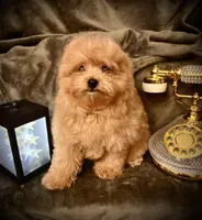 Oliver , a male Pomapoo and Poodle - Toy  for sale in Sacramento, CA – Photo 5 of 7