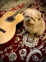 Oliver , a male Pomapoo and Poodle - Toy  for sale in Sacramento, CA – Photo 3 of 7
