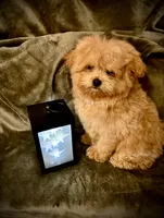 Oliver , a male Pomapoo and Poodle - Toy  for sale in Sacramento, CA – Photo 2 of 7