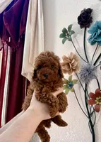 Teddy, a male Poodle - Toy  for sale in Sacramento, CA – Photo 3 of 8