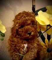 Teddy, a male Poodle - Toy  for sale in Sacramento, CA – Photo 2 of 8