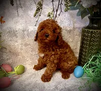 Teddy, a male Poodle - Toy  for sale in Sacramento, CA – Photo 8 of 8