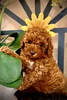 Teddy, a male Poodle - Toy  for sale in Sacramento, CA – Photo 5 of 8