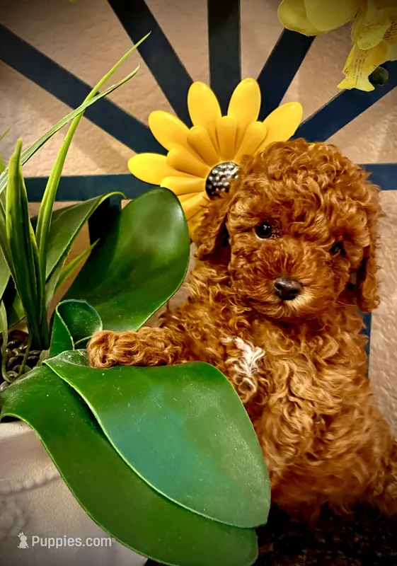 Teddy – Poodle - Toy  puppy for sale in Sacramento, CA