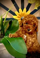 Teddy, a male Poodle - Toy  for sale in Sacramento, CA – Photo 1 of 8