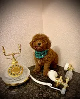 Teddy, a male Poodle - Toy  for sale in Sacramento, CA – Photo 7 of 8