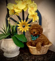 Teddy, a male Poodle - Toy  for sale in Sacramento, CA – Photo 6 of 8