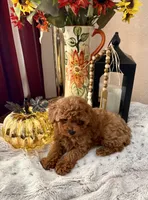 Oscar, a male Poodle - Toy  for sale in Sacramento, CA – 2 of 5