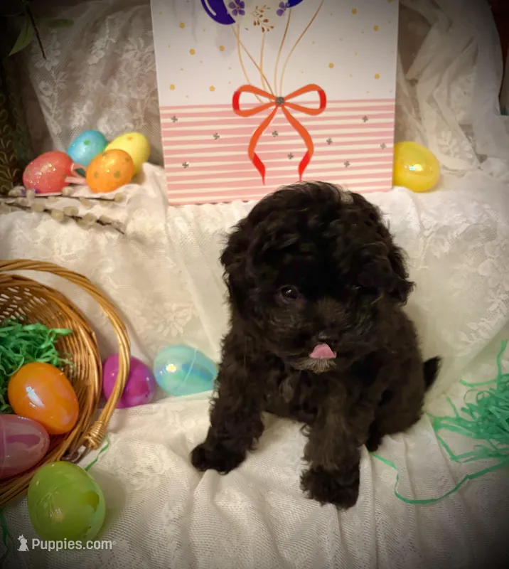 Finn – Pomapoo, Poodle - Toy  puppy for sale in Sacramento, CA