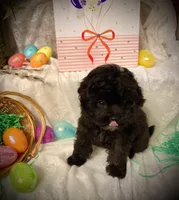 Finn, a male Pomapoo and Poodle - Toy  for sale in Sacramento, CA – Photo 1 of 3