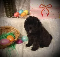 Finn, a male Pomapoo and Poodle - Toy  for sale in Sacramento, CA – Photo 2 of 3