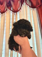 Finn, a male Pomapoo and Poodle - Toy  for sale in Sacramento, CA – Photo 3 of 3
