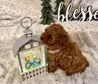 OLIVIA , a female Poodle - Toy  for sale in Sacramento, CA – 2 of 10