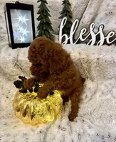 VILLY , a male Poodle - Toy  for sale in Sacramento, CA – 5 of 6
