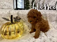 VILLY , a male Poodle - Toy  for sale in Sacramento, CA – 6 of 6
