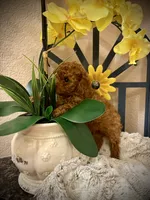 Oliver , a male Poodle - Toy  for sale in Sacramento, CA – 3 of 7