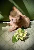 Tashiko, a male Pomapoo and Poodle - Toy  for sale in Sacramento, CA – 10 of 10