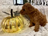 VILLY , a male Poodle - Toy  for sale in Sacramento, CA – 4 of 6