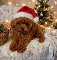 Oliver , a male Poodle - Toy  for sale in Sacramento, CA – 1 of 3