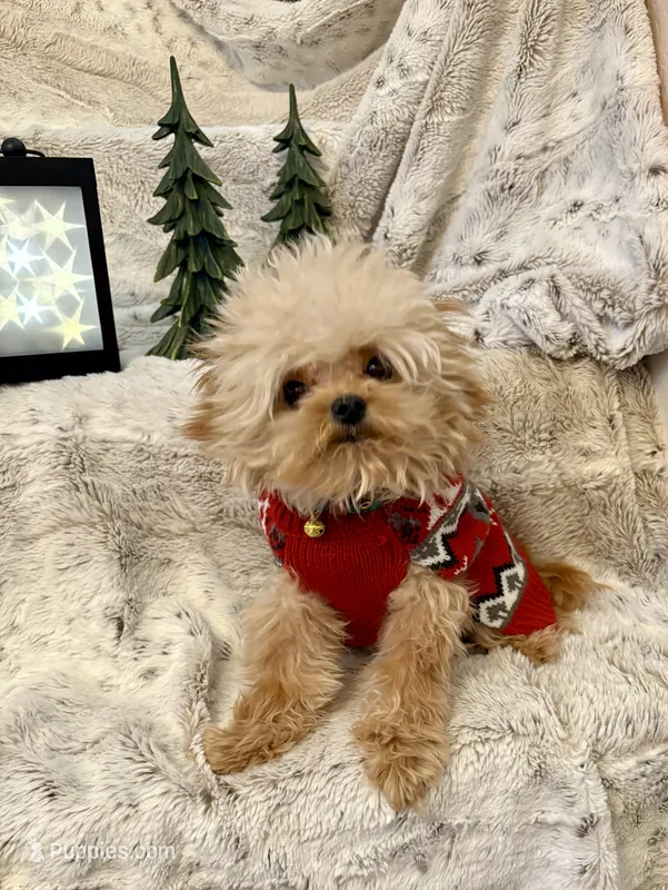 Tashiko – Pomapoo, Poodle - Toy  puppy for sale in Sacramento, CA