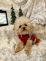 Tashiko, a male Pomapoo and Poodle - Toy  for sale in Sacramento, CA – 1 of 10