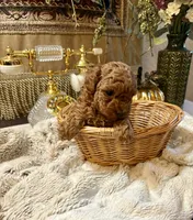 OLIVIA , a female Poodle - Toy  for sale in Sacramento, CA – 4 of 10
