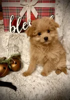 Bella , a female Pomapoo and Poodle - Toy  for sale in Sacramento, CA – 5 of 5