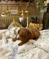 Villy , a male Poodle - Toy  for sale in Sacramento, CA – 4 of 4