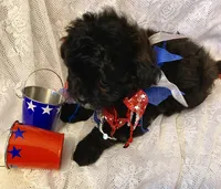 Villy , a male Pomapoo for sale in Sacramento, CA – Photo 2 of 4