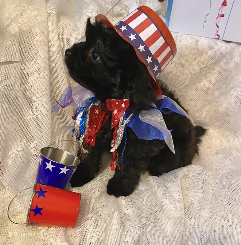 Villy  – Pomapoo puppy for sale in Sacramento, CA