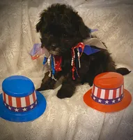 Villy , a male Pomapoo for sale in Sacramento, CA – Photo 4 of 4