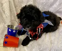 Villy , a male Pomapoo for sale in Sacramento, CA – Photo 3 of 4